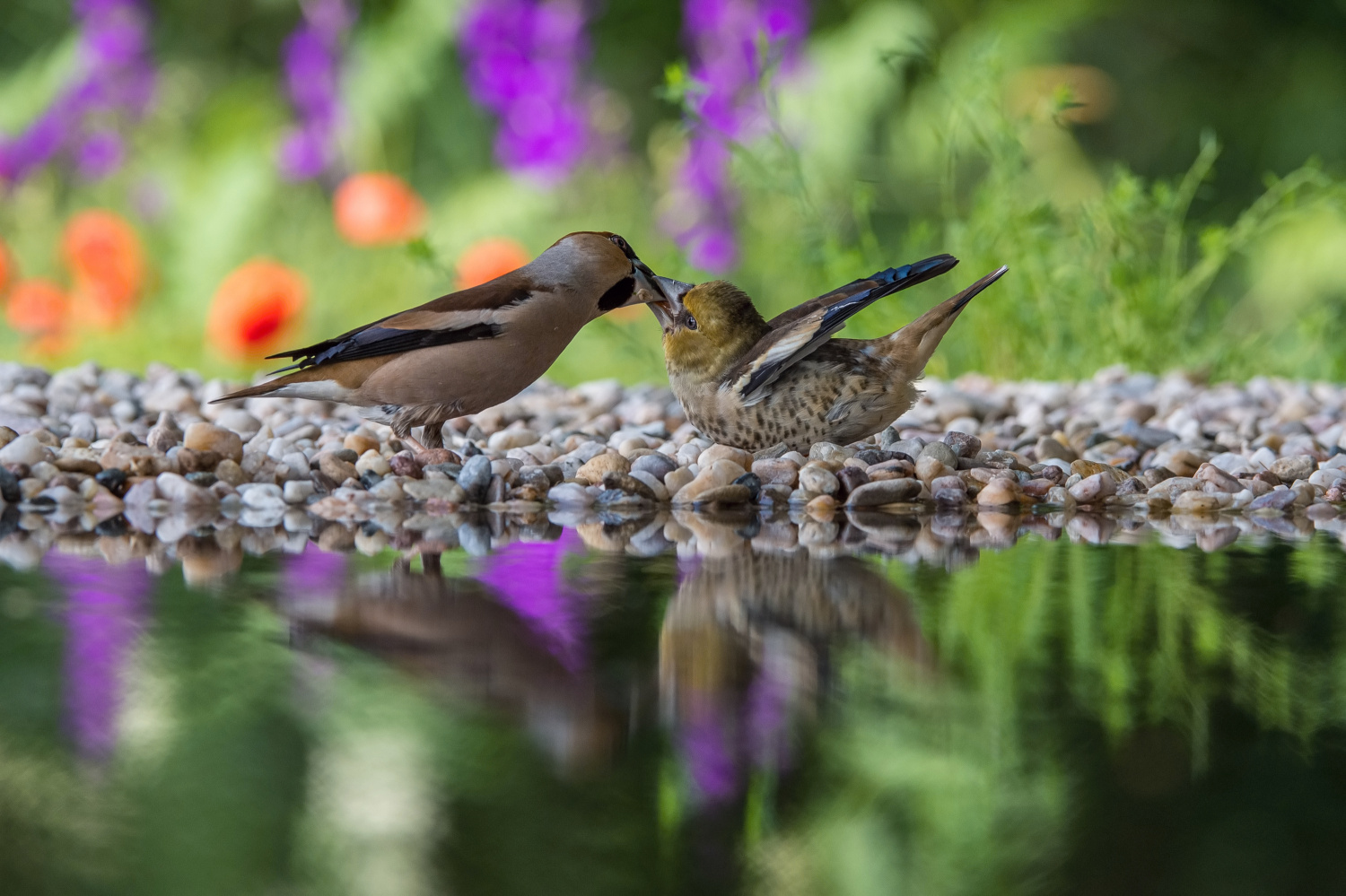 dlask tlustozobý (Coccothraustes coccothraustes) Hawfinch