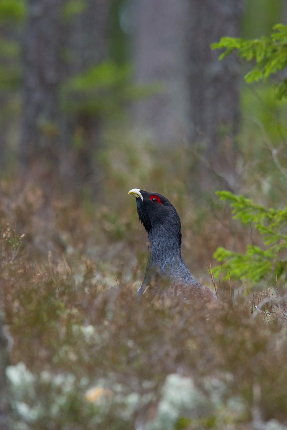 tetřev hlušec (Tetrao urogallus) Western capercaillie