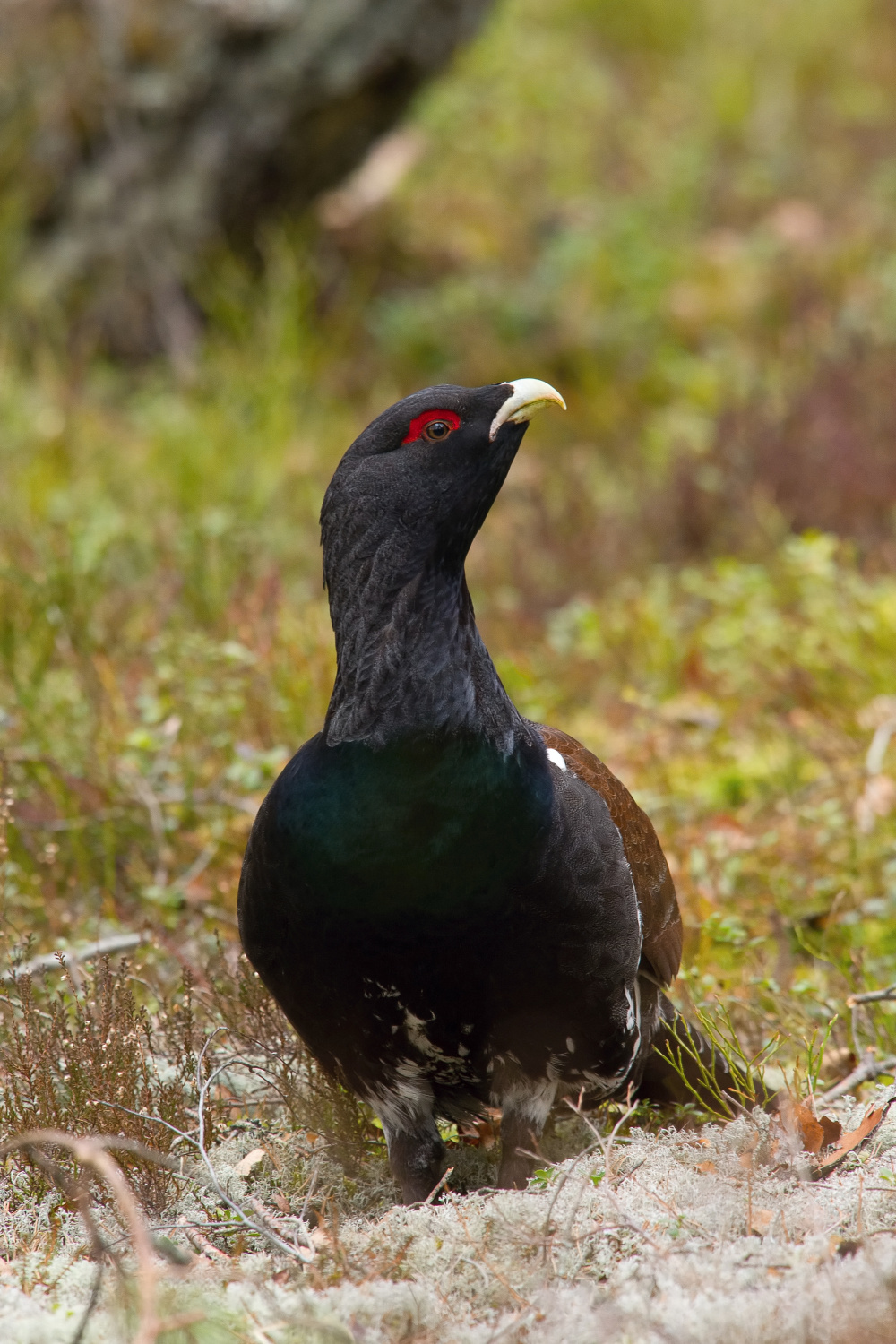 tetřev hlušec (Tetrao urogallus) Western capercaillie