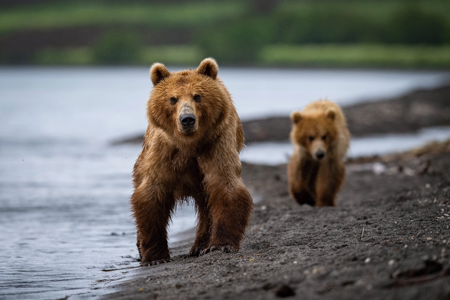 medvěd hnědý kamčatský (Ursus arctos beringianus) Kamchatka brown bear