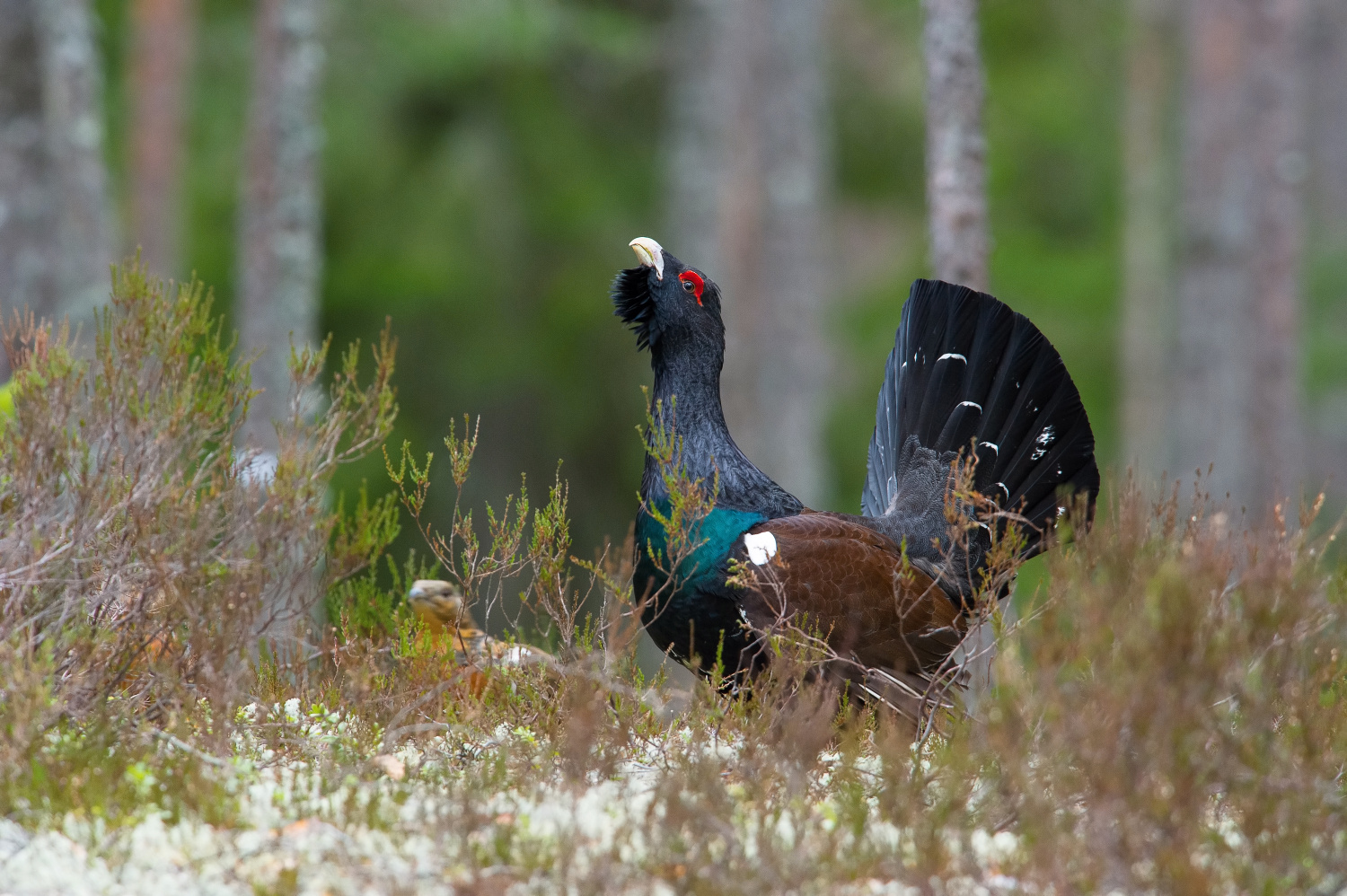 tetřev hlušec (Tetrao urogallus) Western capercaillie