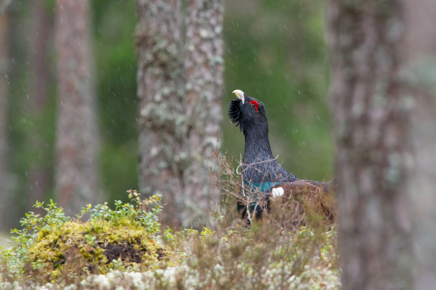 tetřev hlušec (Tetrao urogallus) Western capercaillie