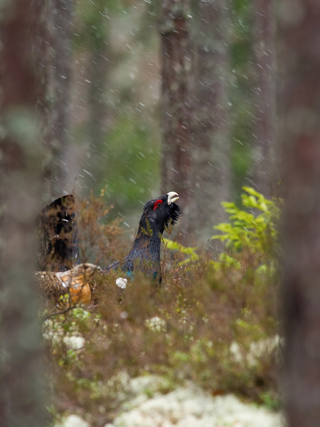 tetřev hlušec (Tetrao urogallus) Western capercaillie