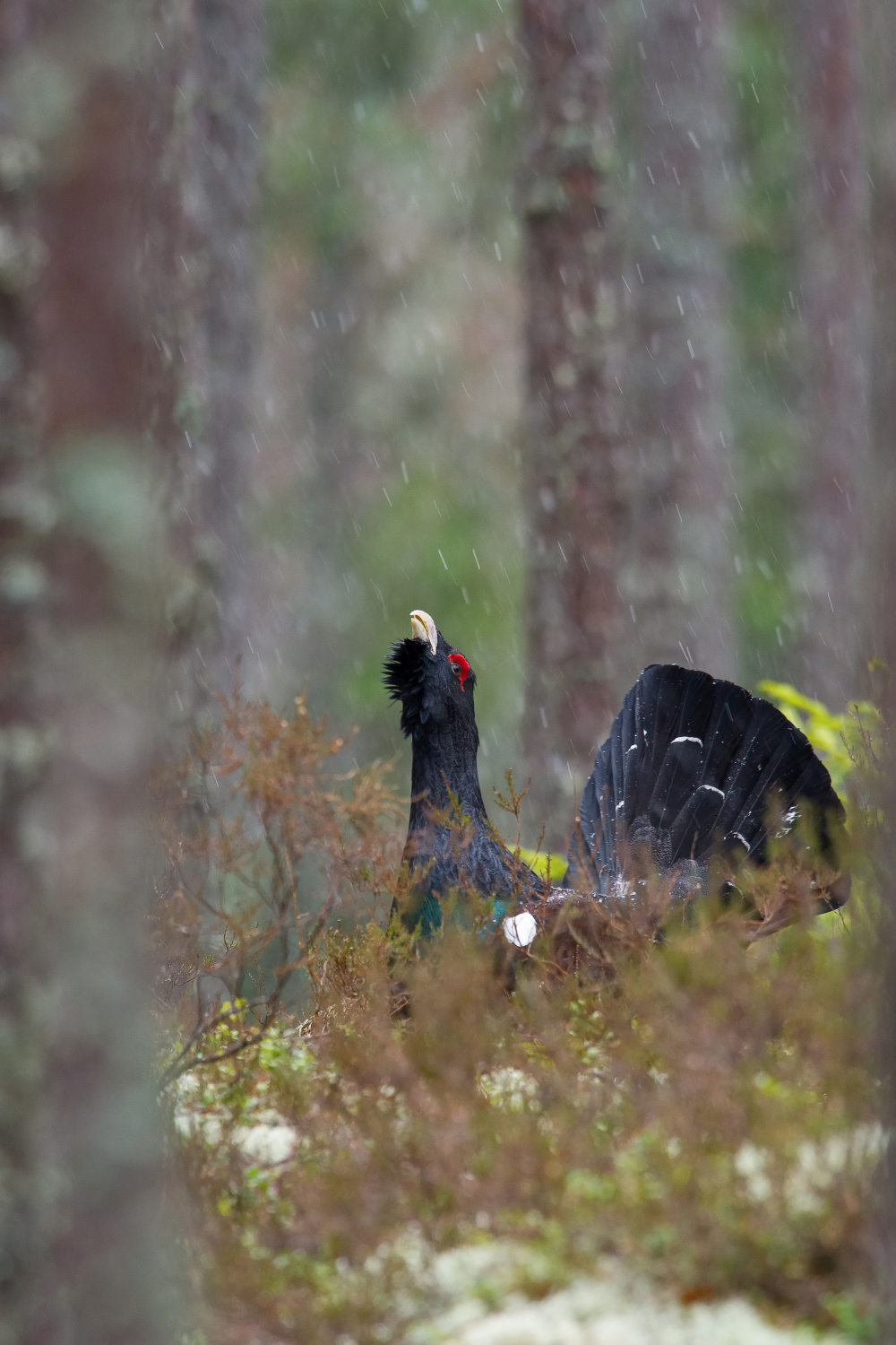 tetřev hlušec (Tetrao urogallus) Western capercaillie