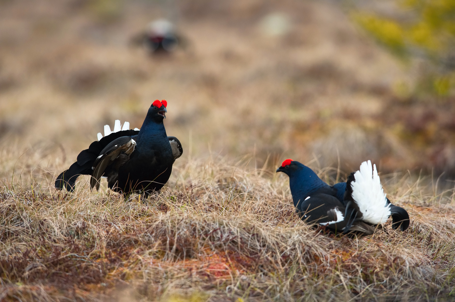 tetřívek obecný (Lyrurus tetrix) Black grouse