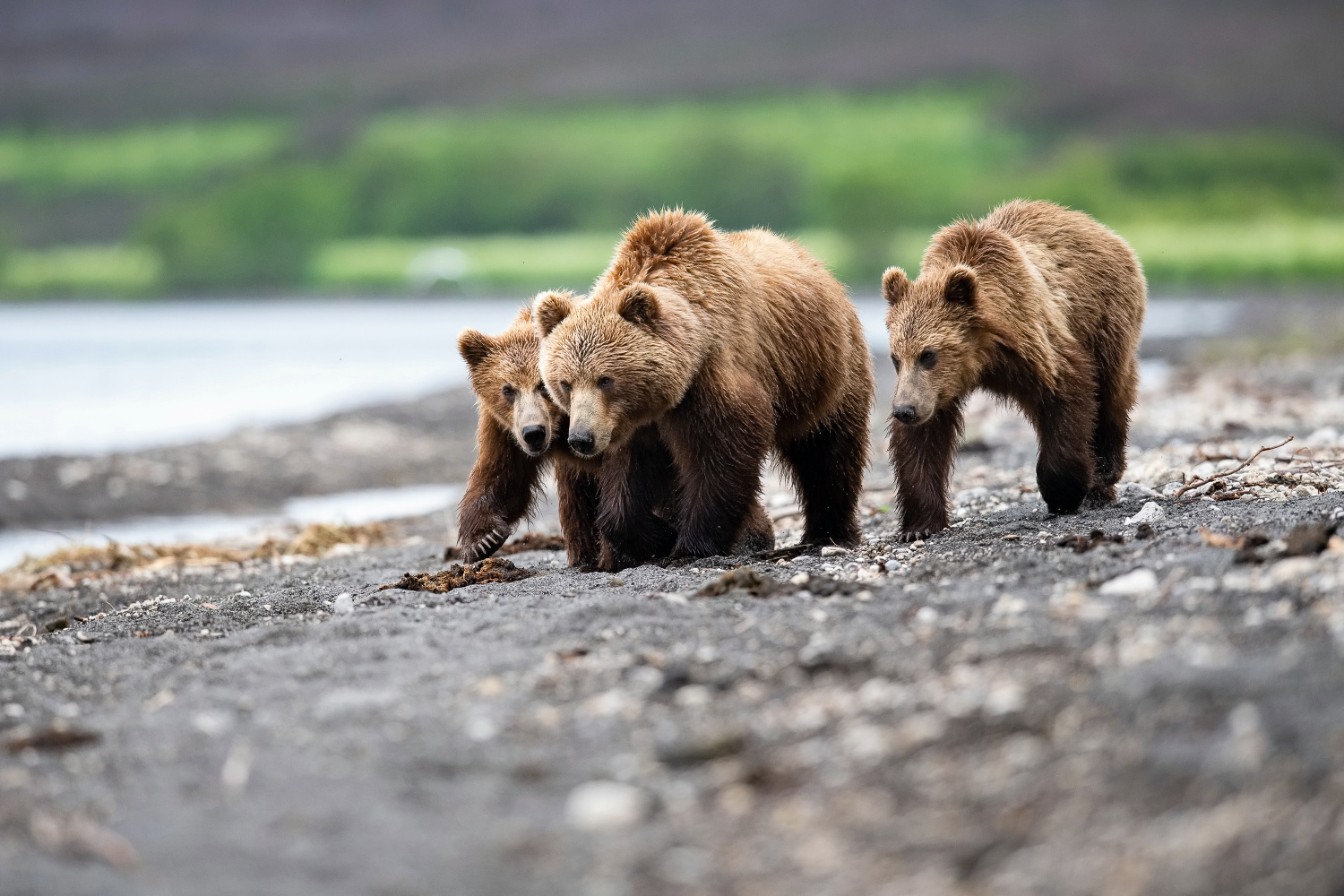 medvěd hnědý kamčatský (Ursus arctos beringianus) Kamchatka brown bear