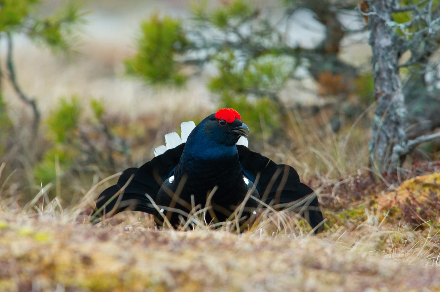 tetřívek obecný (Lyrurus tetrix) Black grouse