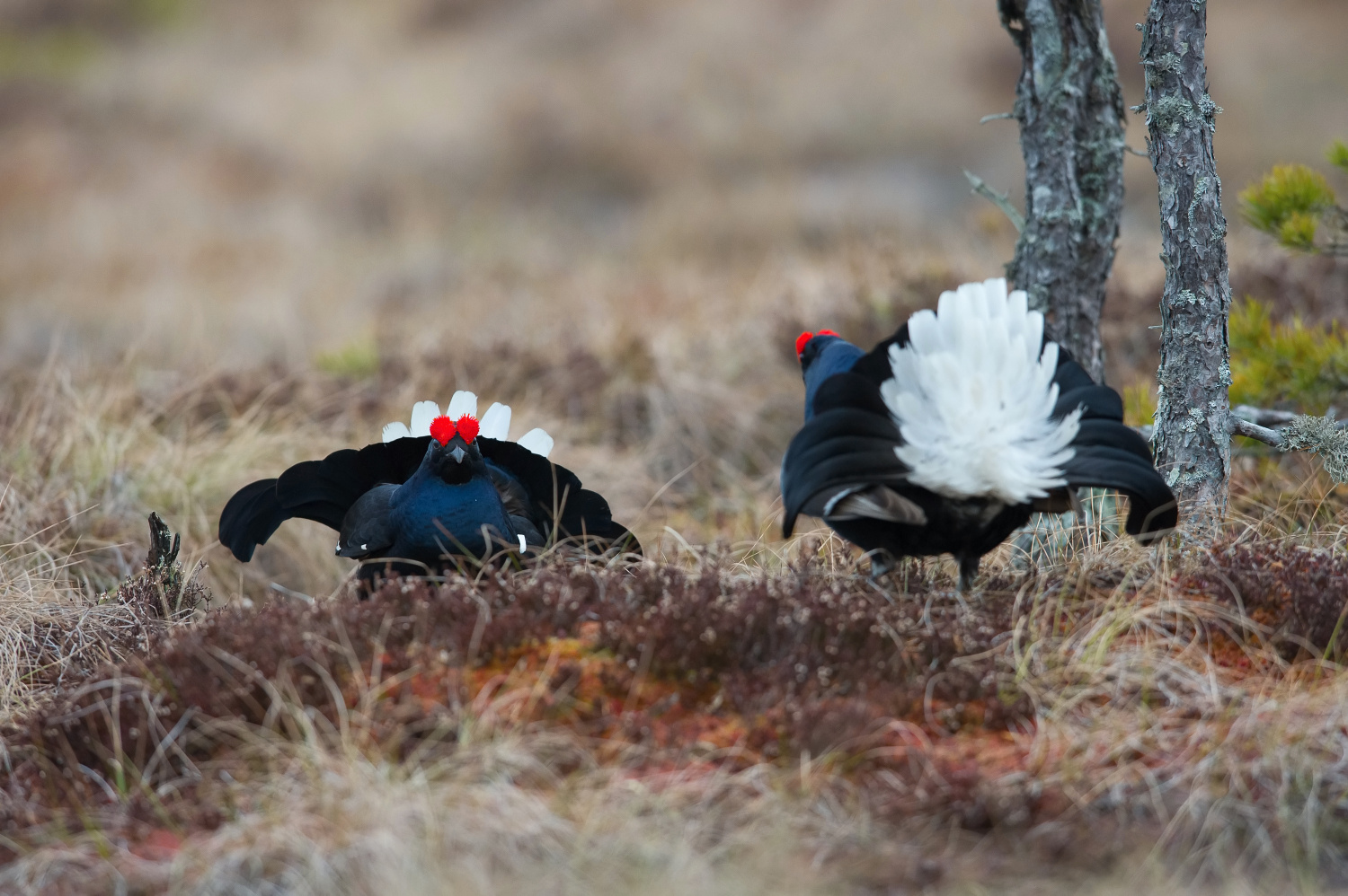 tetřívek obecný (Lyrurus tetrix) Black grouse