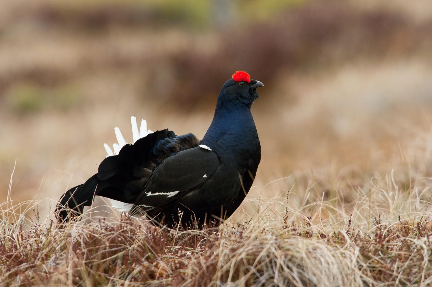 tetřívek obecný (Lyrurus tetrix) Black grouse