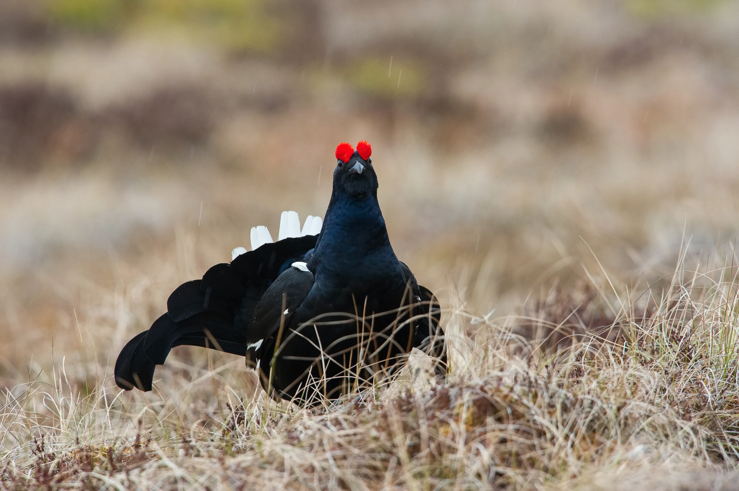 tetřívek obecný (Lyrurus tetrix) Black grouse