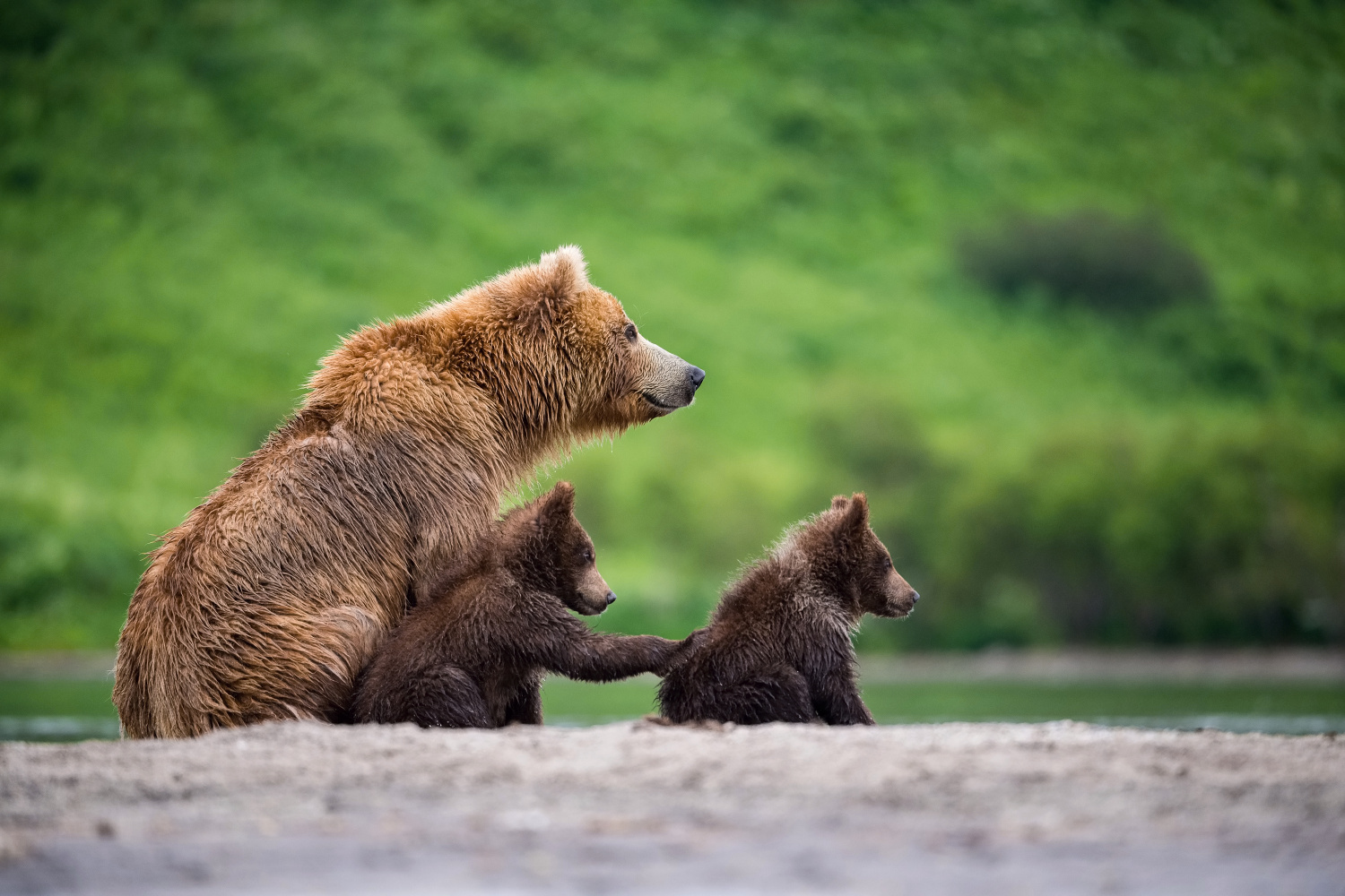 medvěd hnědý kamčatský (Ursus arctos beringianus) Kamchatka brown bear