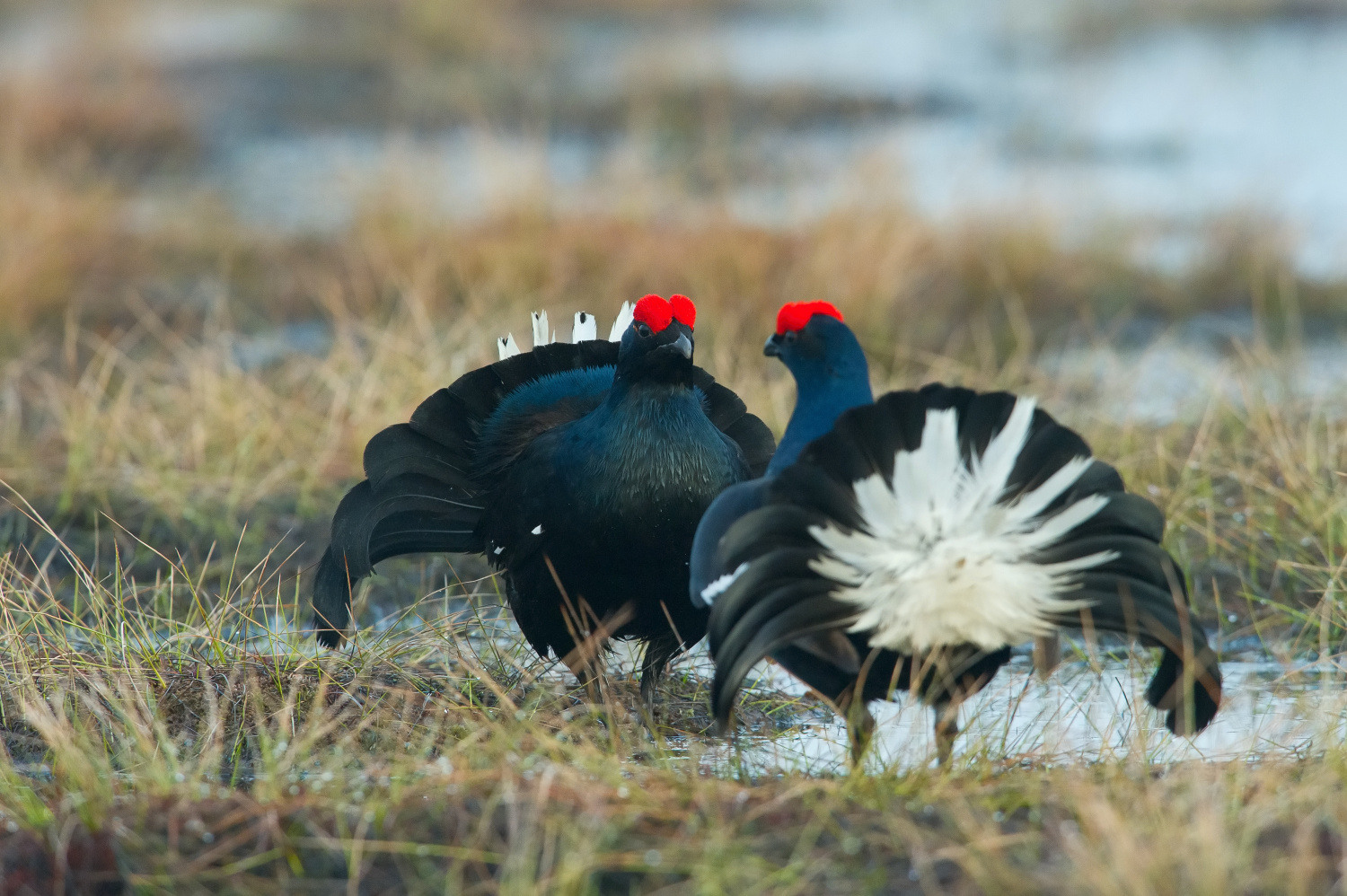 tetřívek obecný (Lyrurus tetrix) Black grouse