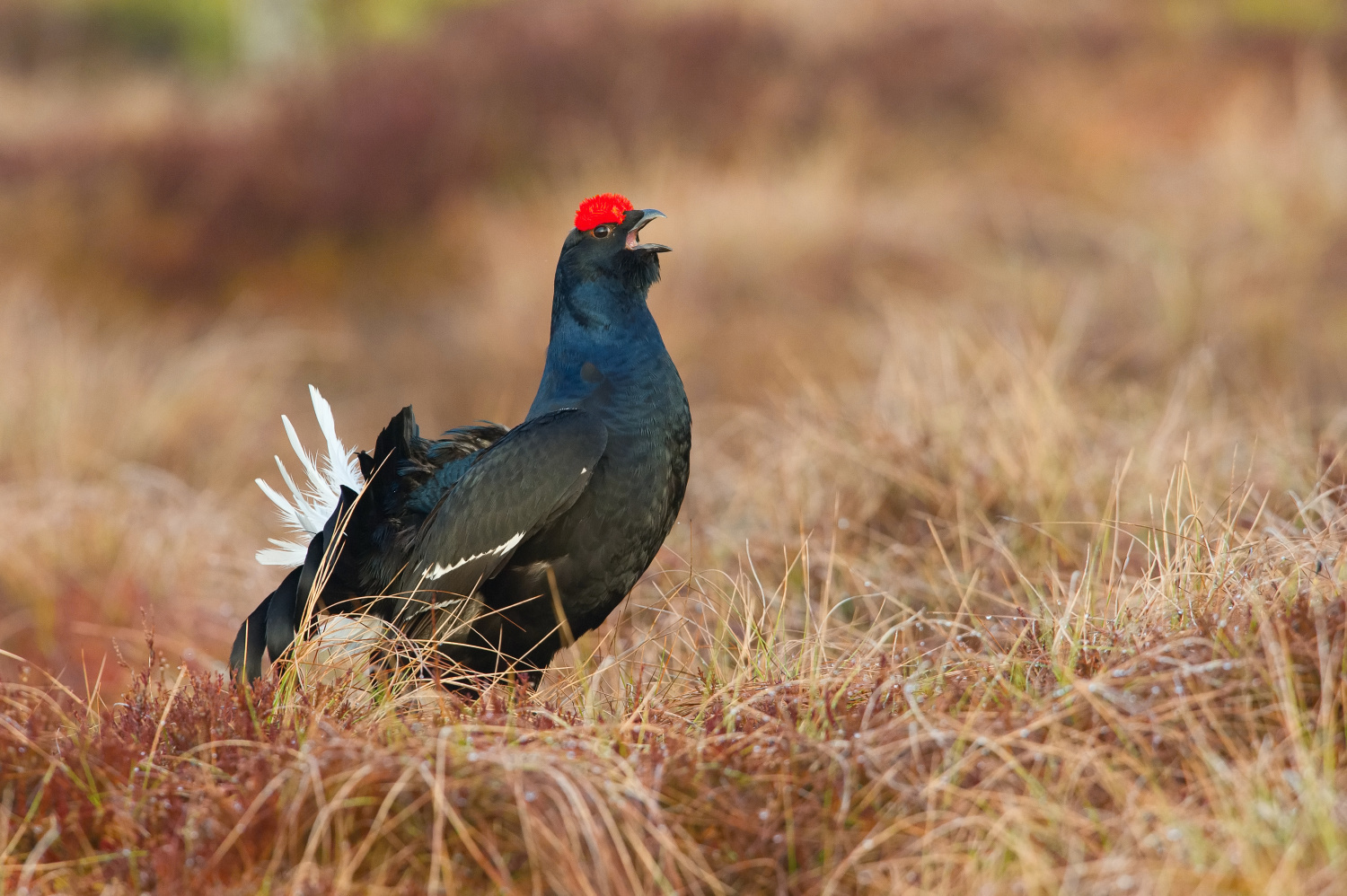 tetřívek obecný (Lyrurus tetrix) Black grouse