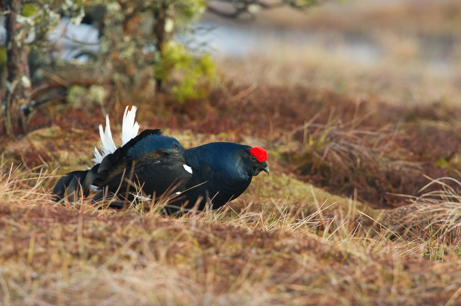 tetřívek obecný (Lyrurus tetrix) Black grouse