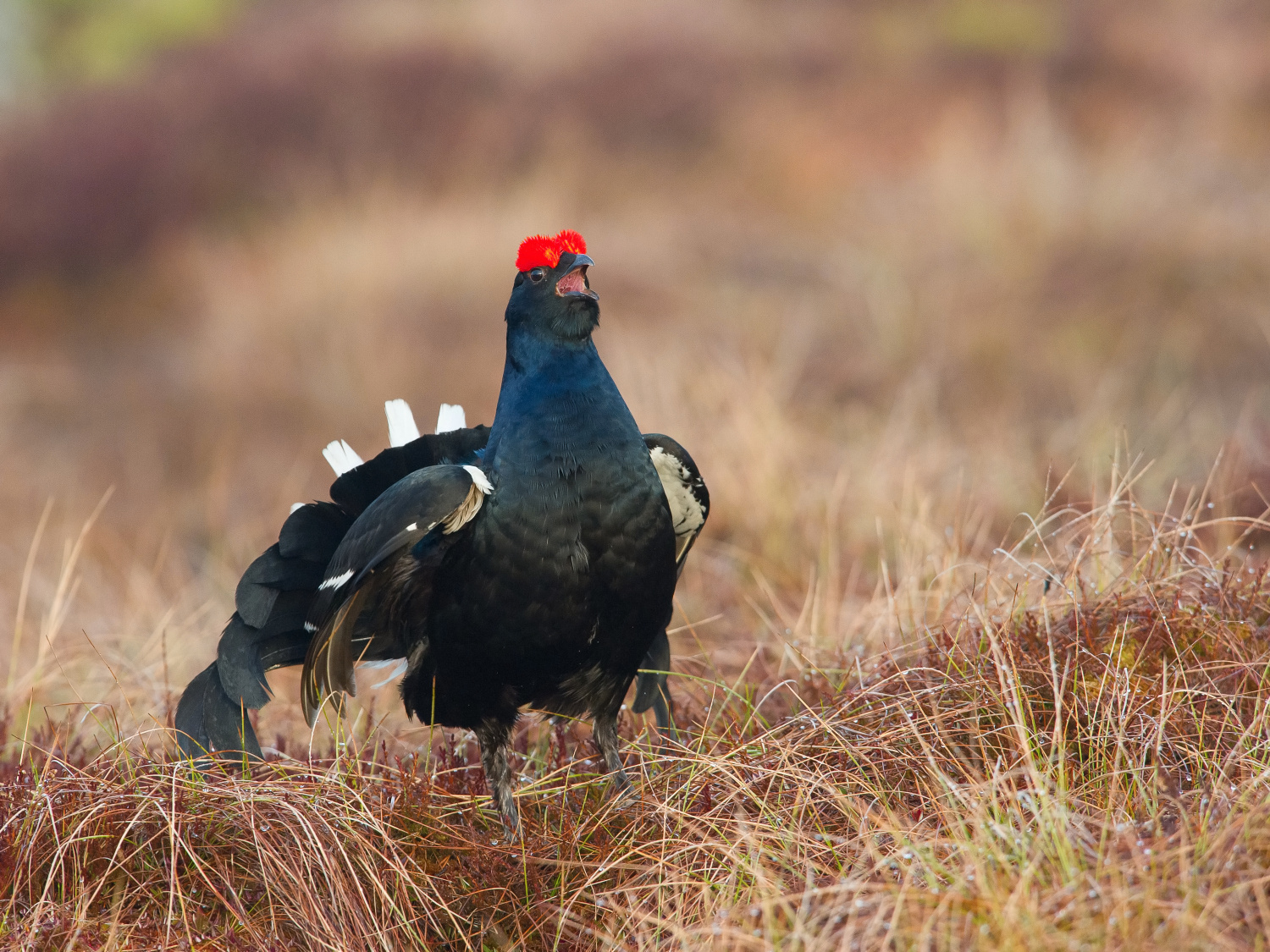 tetřívek obecný (Lyrurus tetrix) Black grouse