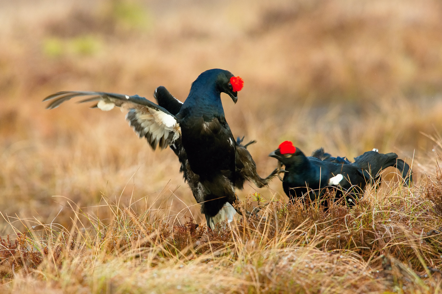 tetřívek obecný (Lyrurus tetrix) Black grouse