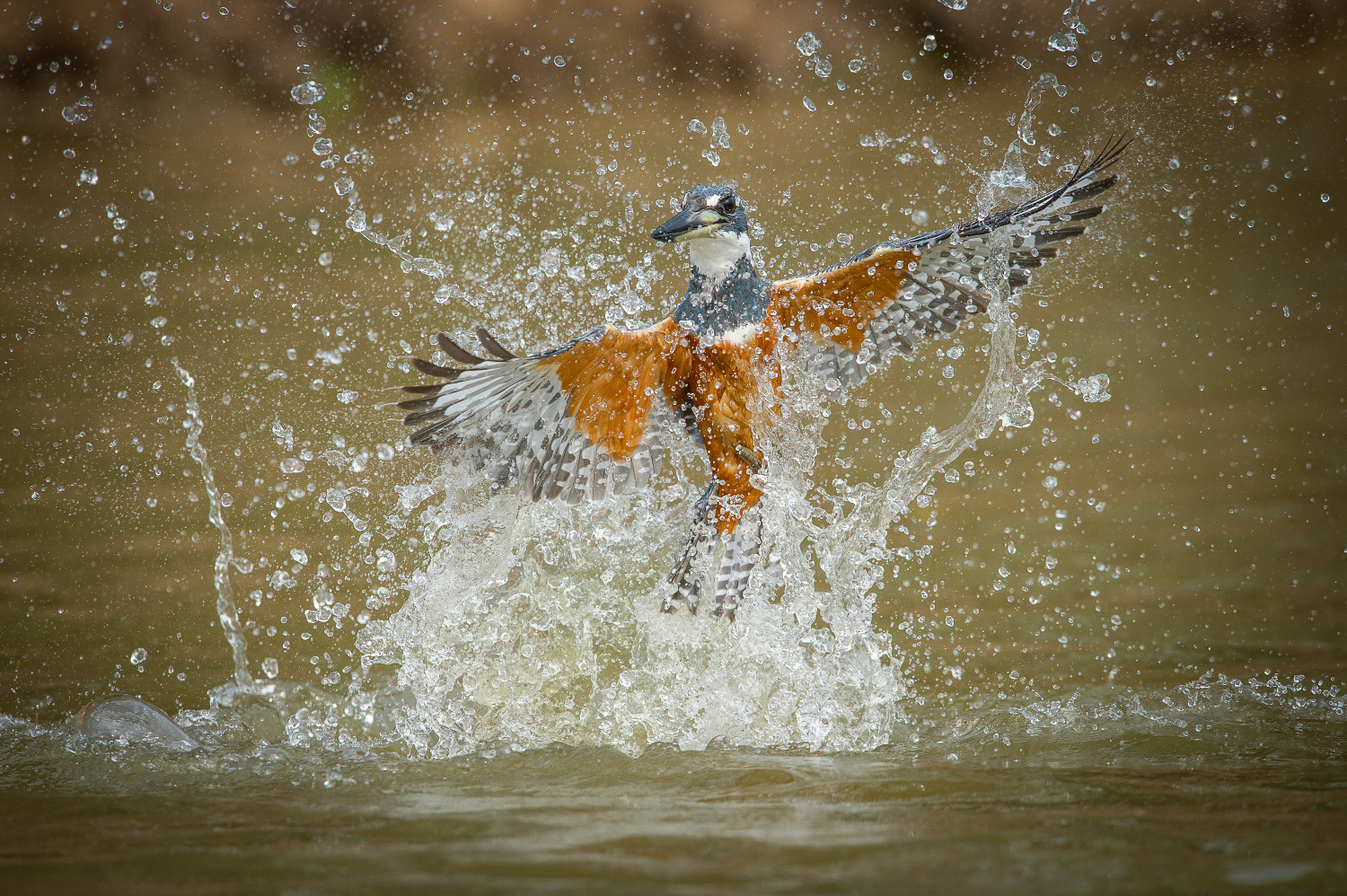 rybařík obojkový (Megaceryle torquata) Ringed kingfisher