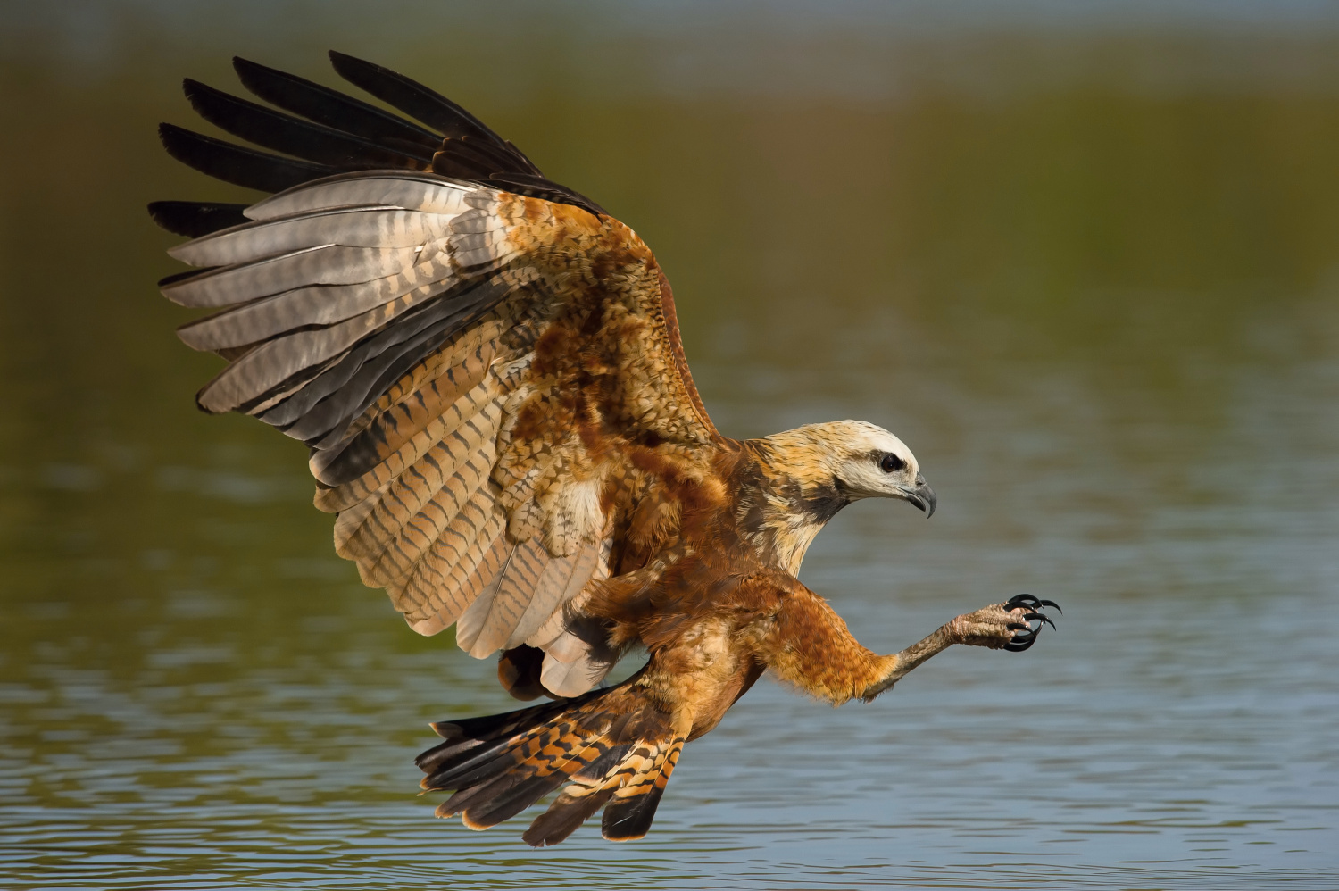 káně černohrdlá (Busarellus nigricollis) Black-collared hawk