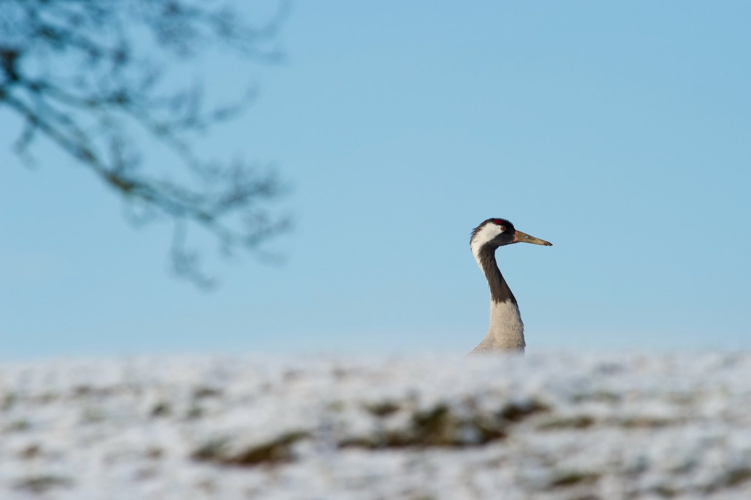 jeřáb popelavý (Grus grus) Common crane