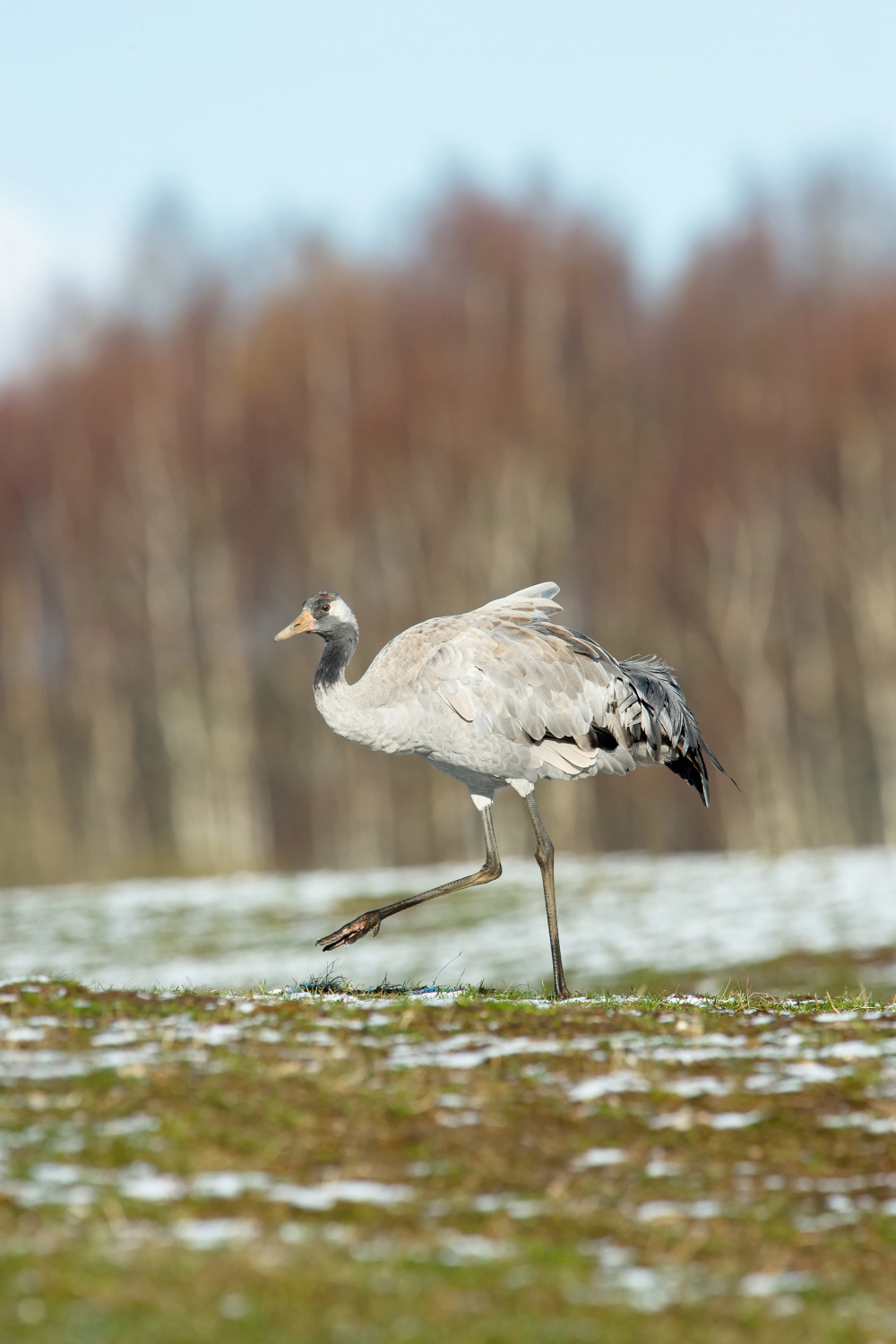 jeřáb popelavý (Grus grus) Common crane