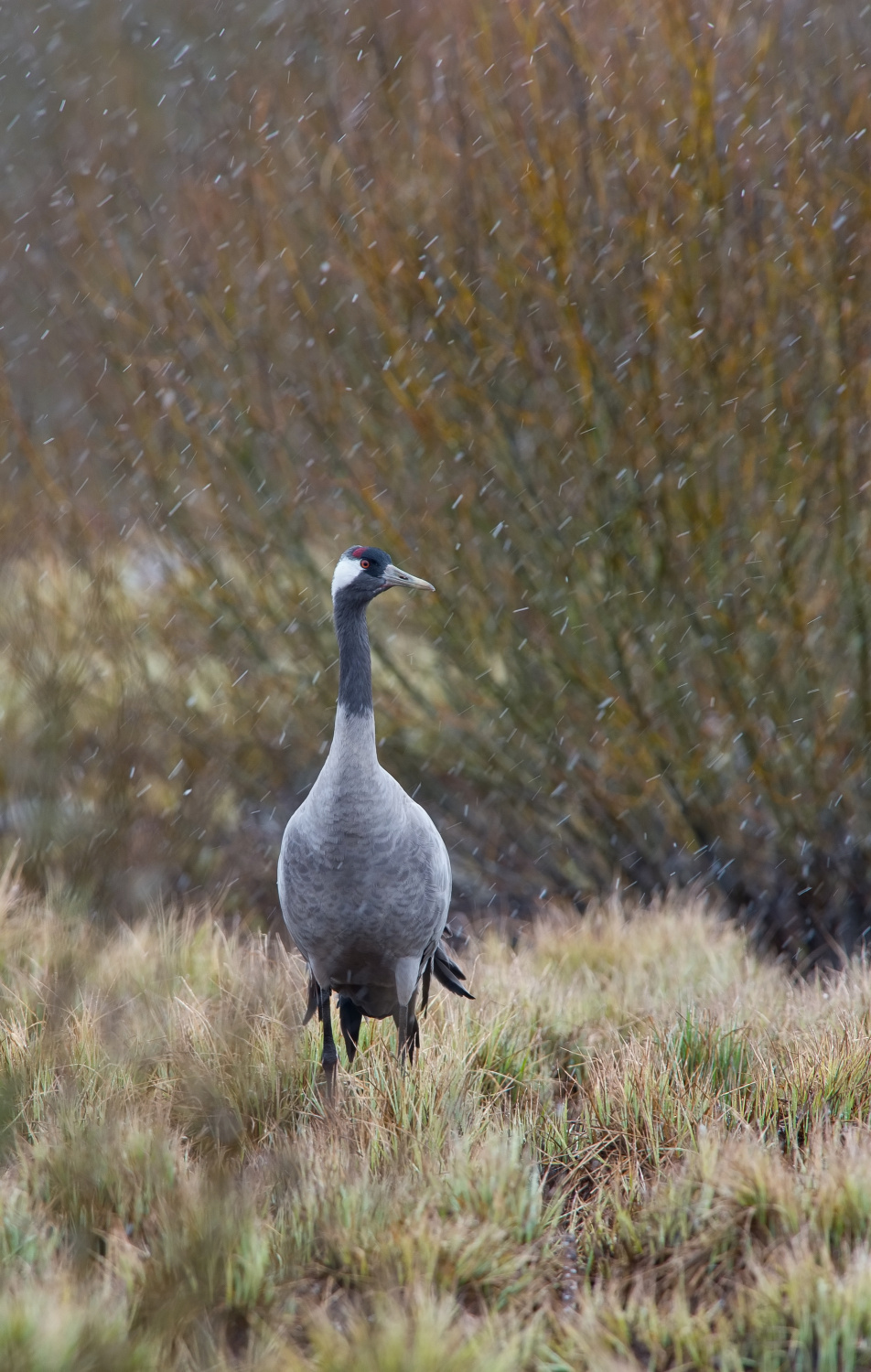 jeřáb popelavý (Grus grus) Common crane