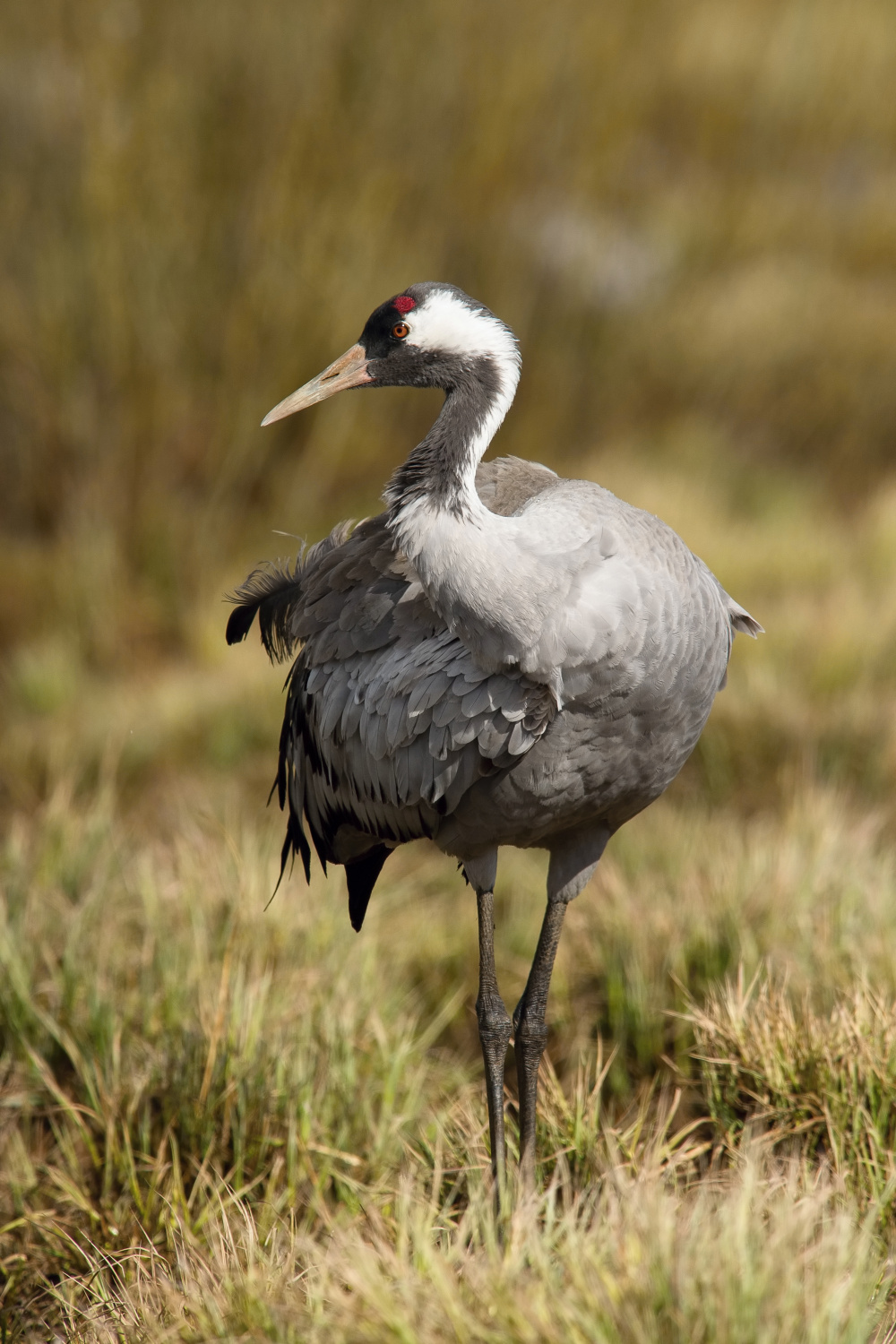 jeřáb popelavý (Grus grus) Common crane