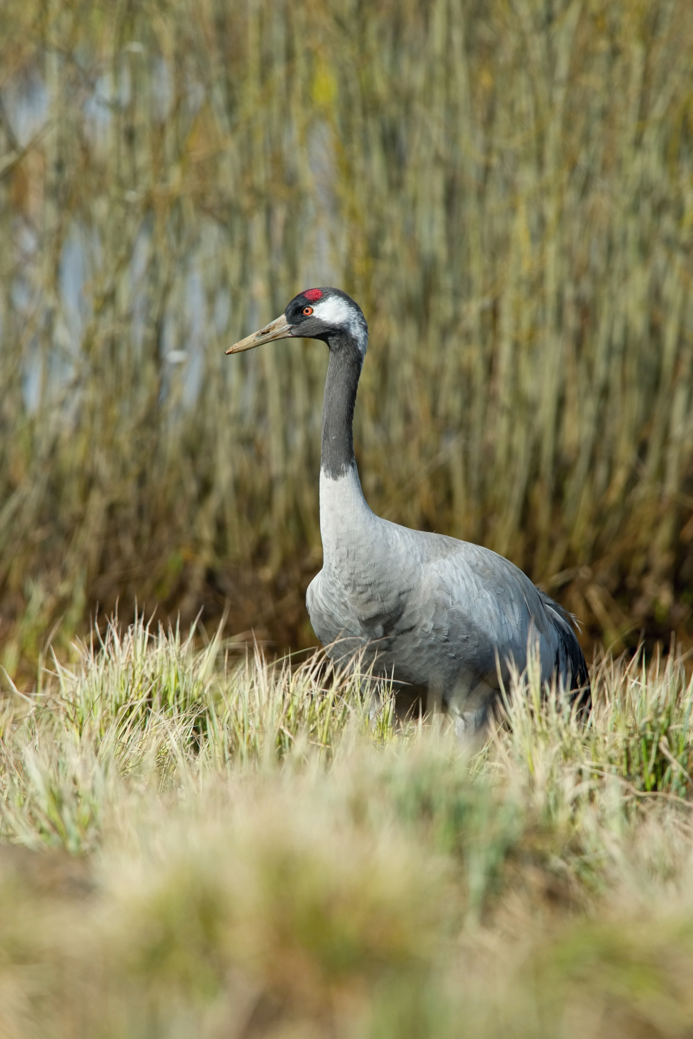 jeřáb popelavý (Grus grus) Common crane