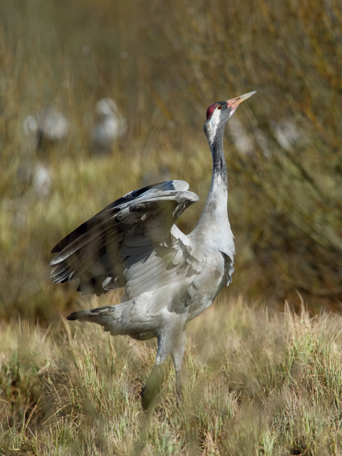 jeřáb popelavý (Grus grus) Common crane