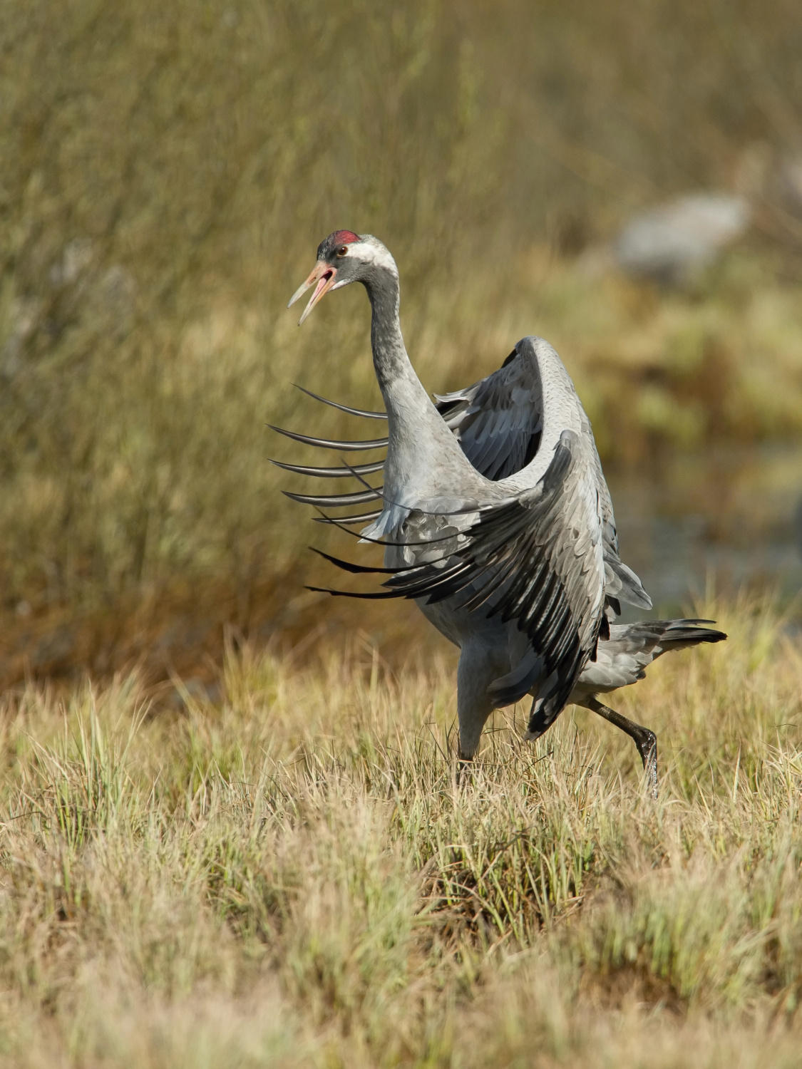 jeřáb popelavý (Grus grus) Common crane