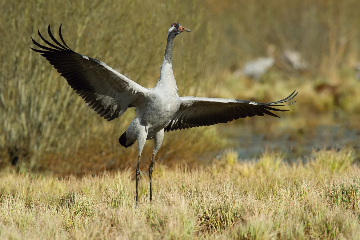 jeřáb popelavý (Grus grus) Common crane