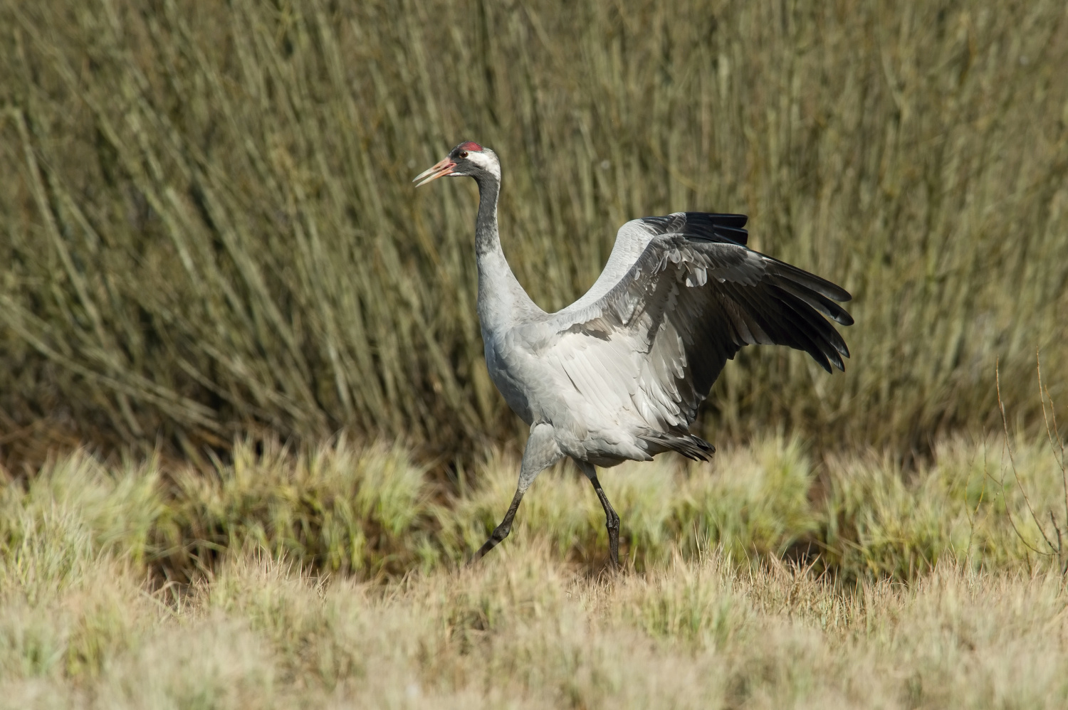 jeřáb popelavý (Grus grus) Common crane