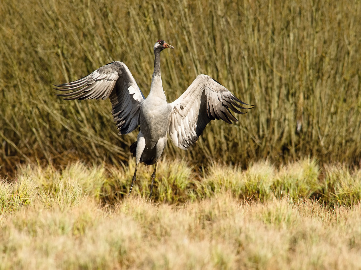 jeřáb popelavý (Grus grus) Common crane