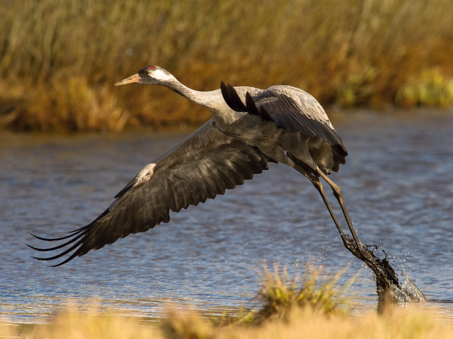 jeřáb popelavý (Grus grus) Common crane