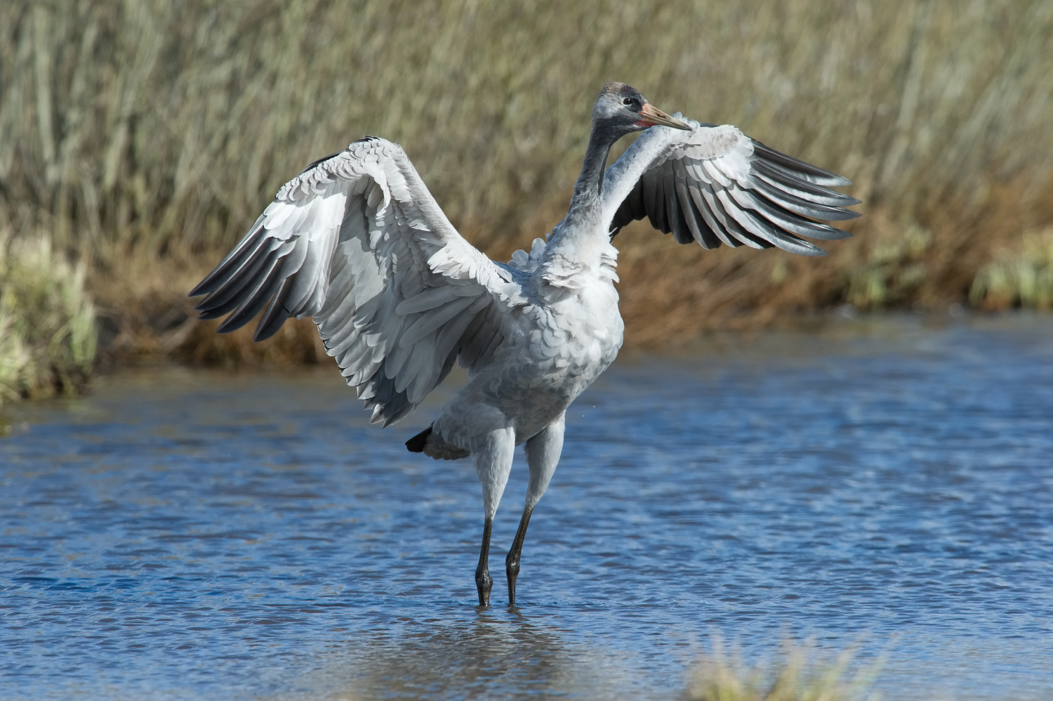 jeřáb popelavý (Grus grus) Common crane