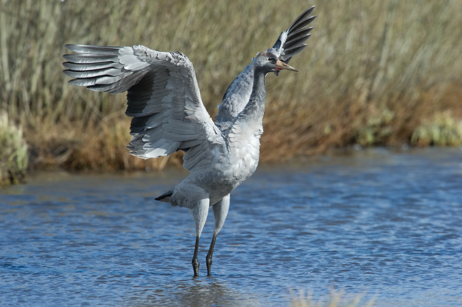 jeřáb popelavý (Grus grus) Common crane