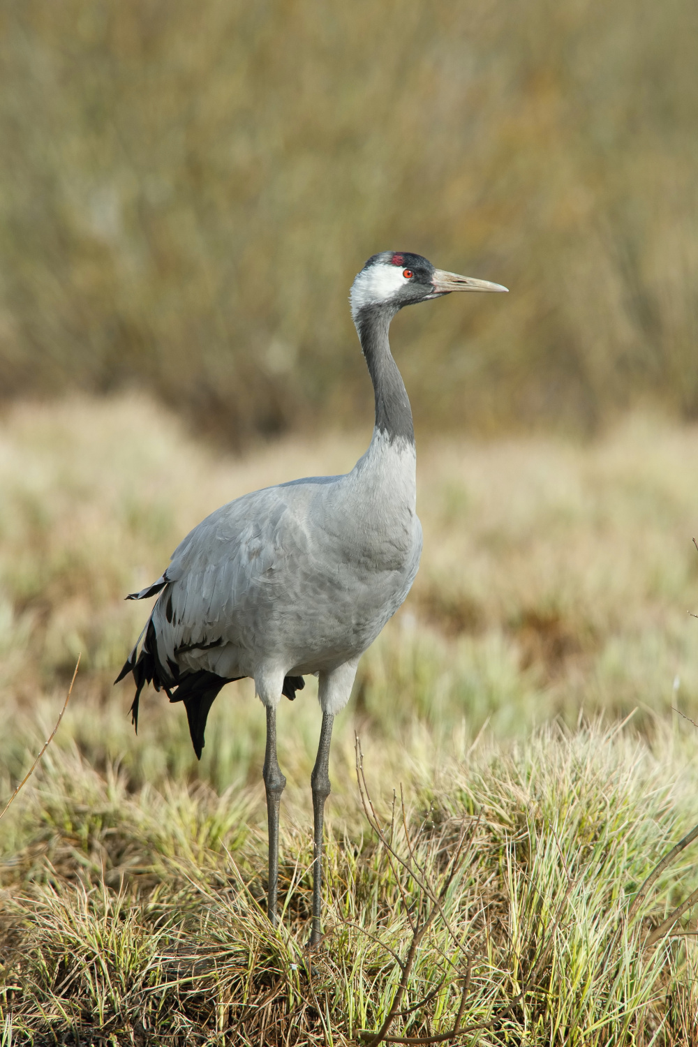 jeřáb popelavý (Grus grus) Common crane