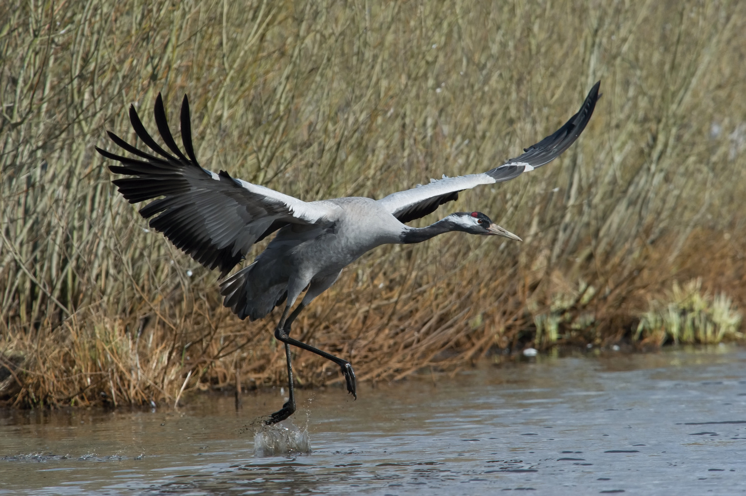 jeřáb popelavý (Grus grus) Common crane