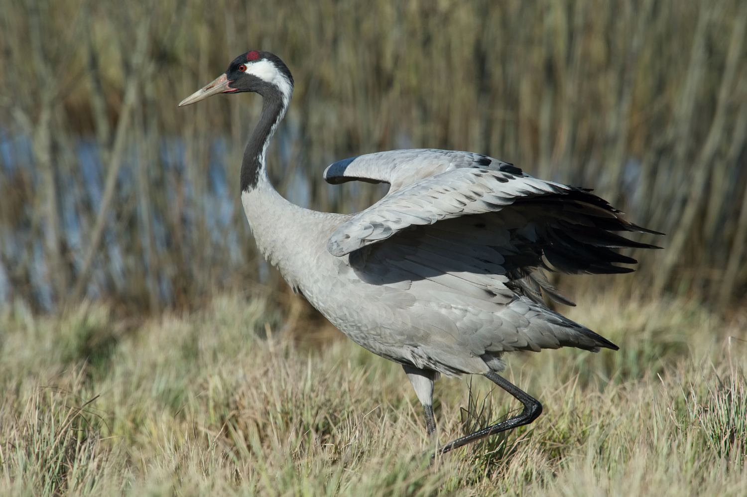 jeřáb popelavý (Grus grus) Common crane