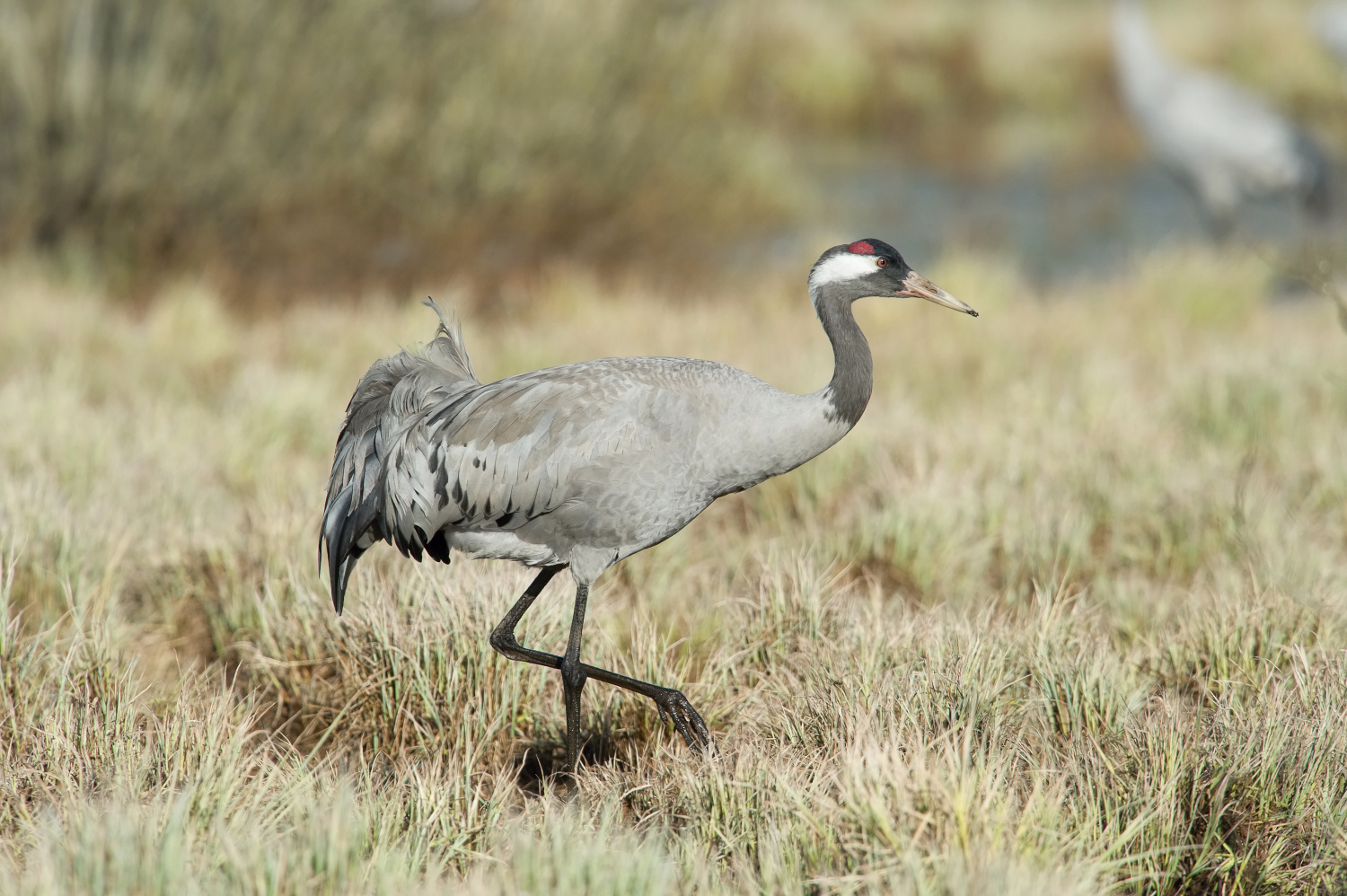 jeřáb popelavý (Grus grus) Common crane