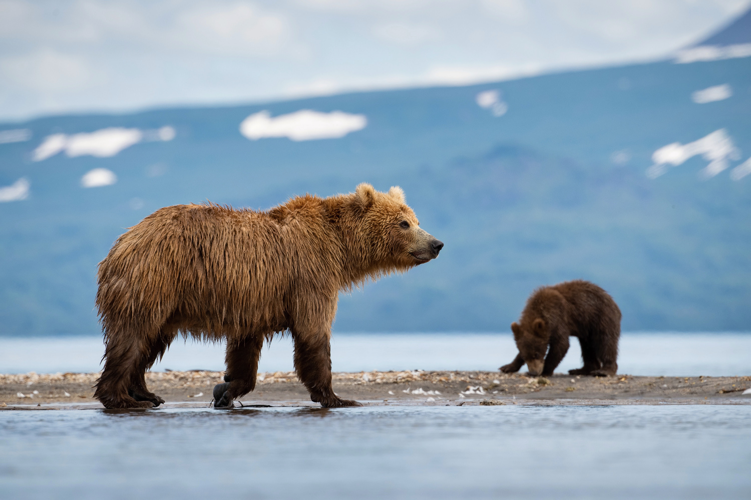 medvěd hnědý kamčatský (Ursus arctos beringianus) Kamchatka brown bear