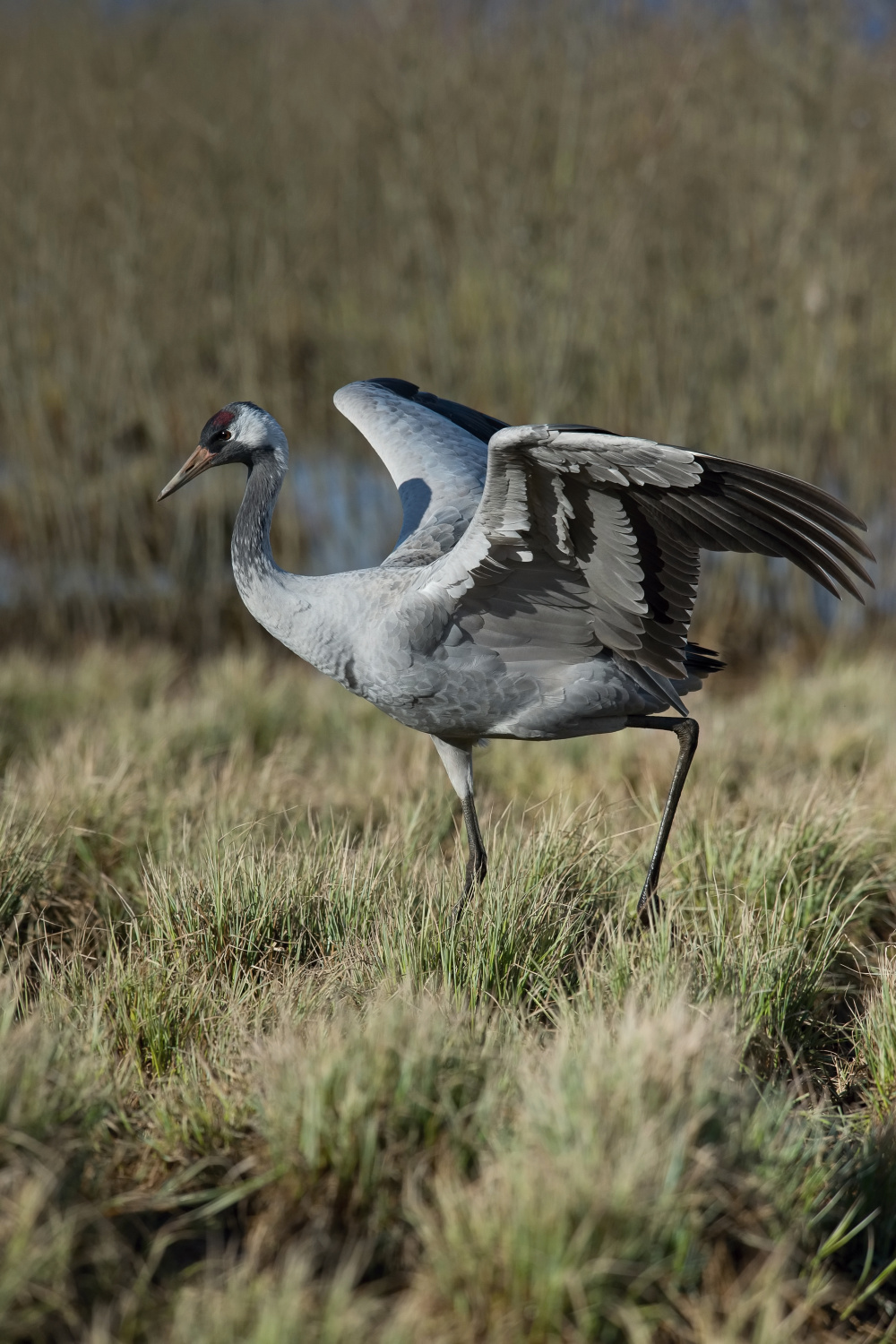 jeřáb popelavý (Grus grus) Common crane