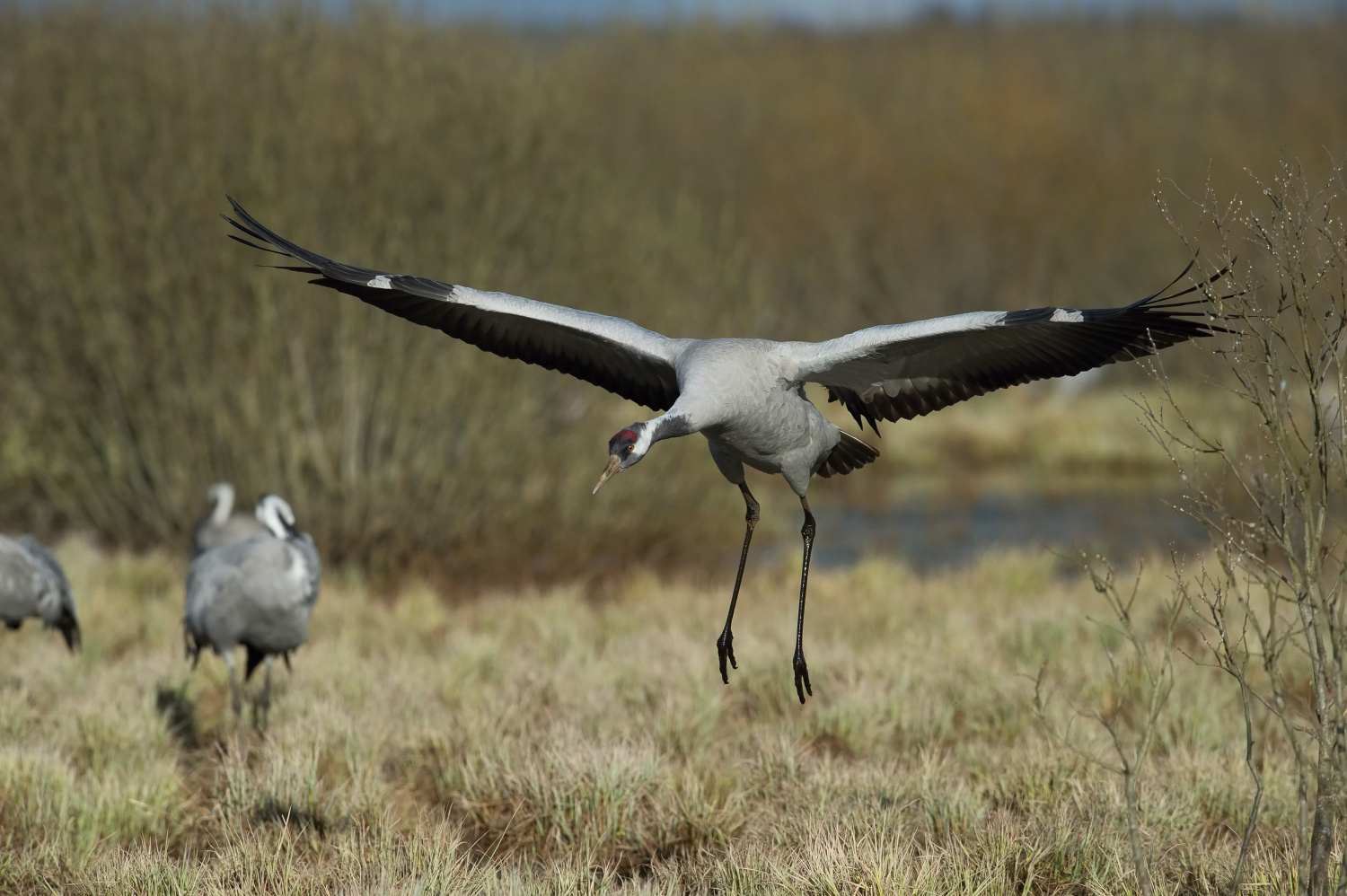 jeřáb popelavý (Grus grus) Common crane