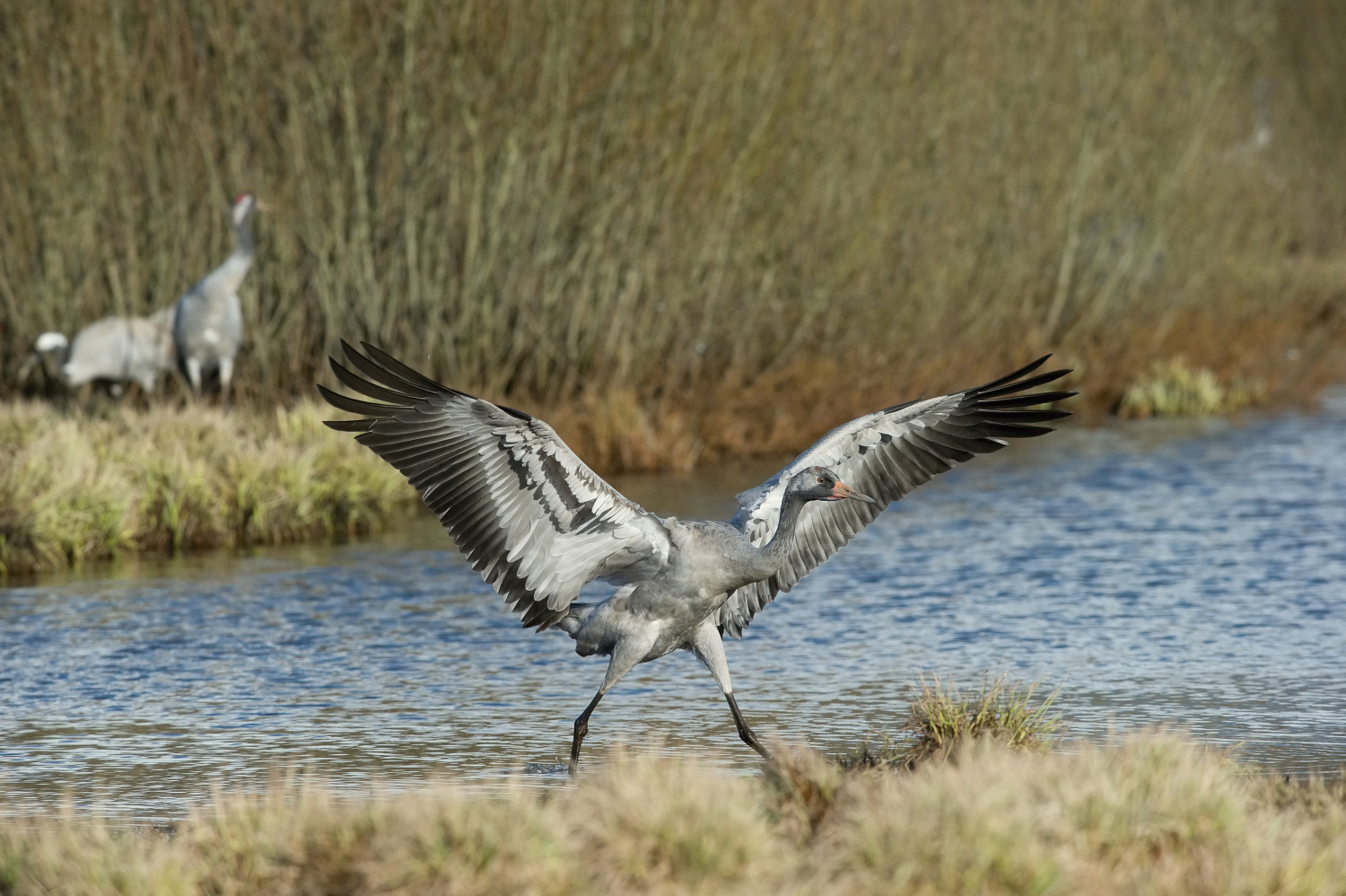 jeřáb popelavý (Grus grus) Common crane