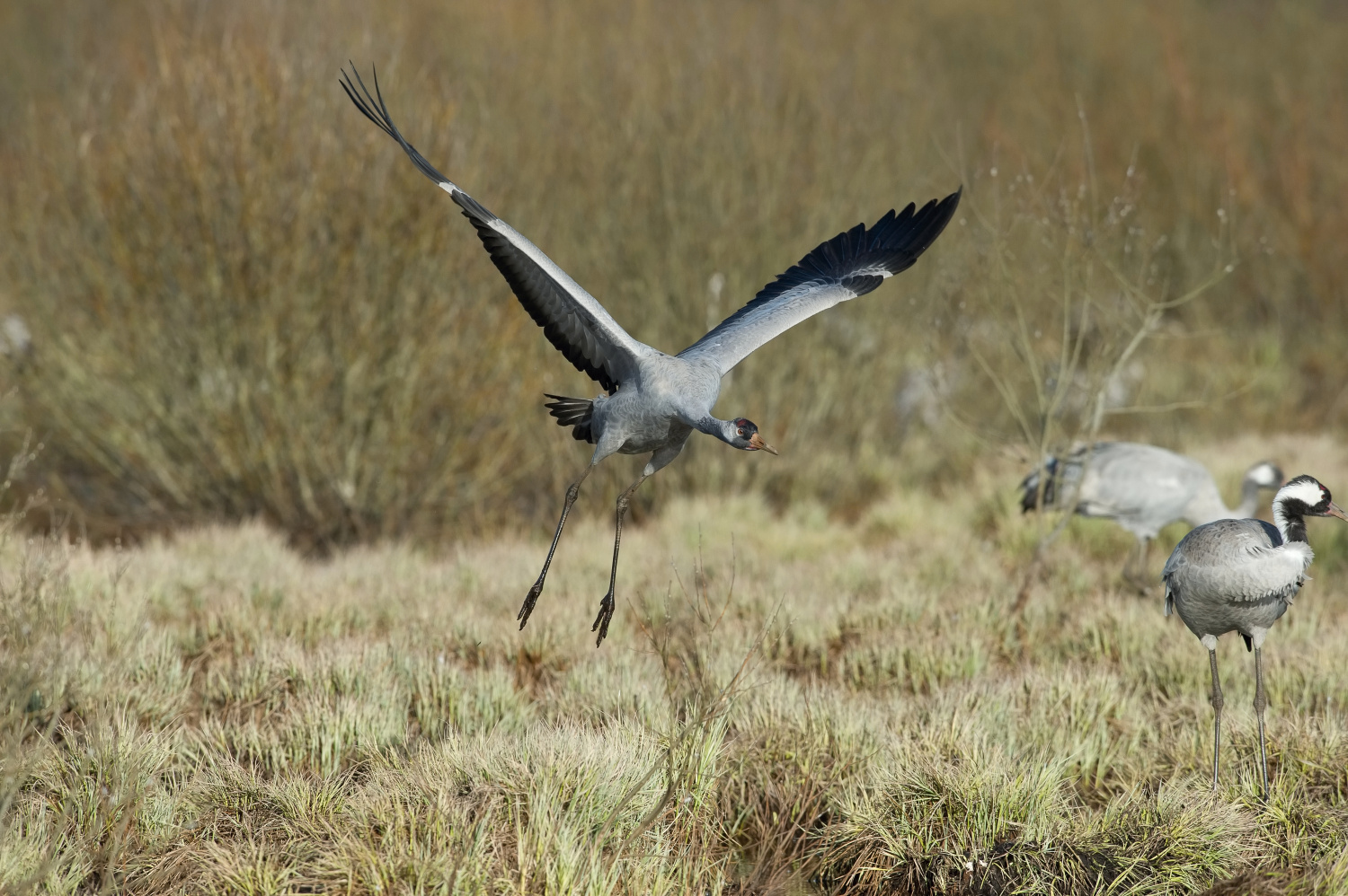 jeřáb popelavý (Grus grus) Common crane