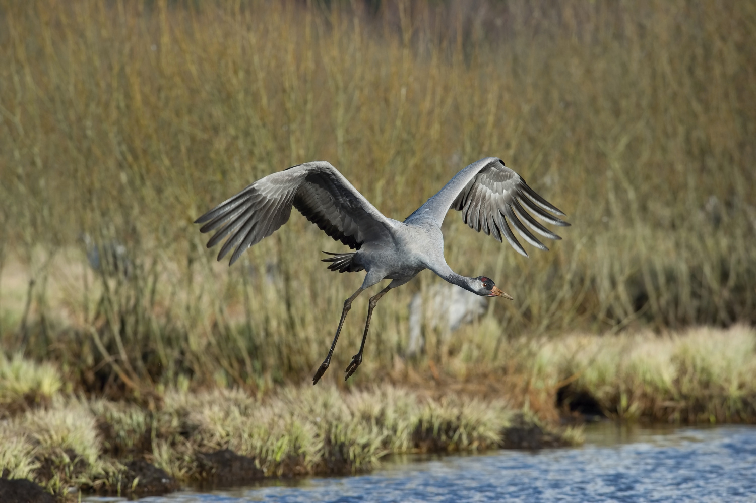 jeřáb popelavý (Grus grus) Common crane