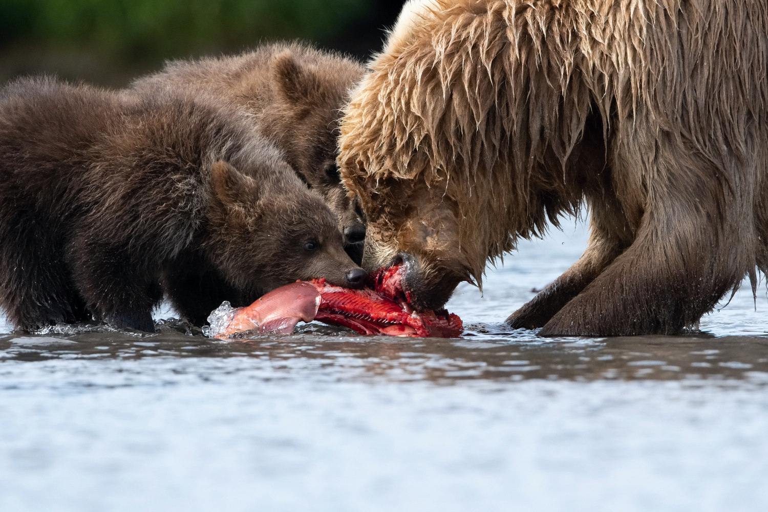 medvěd hnědý kamčatský (Ursus arctos beringianus) Kamchatka brown bear