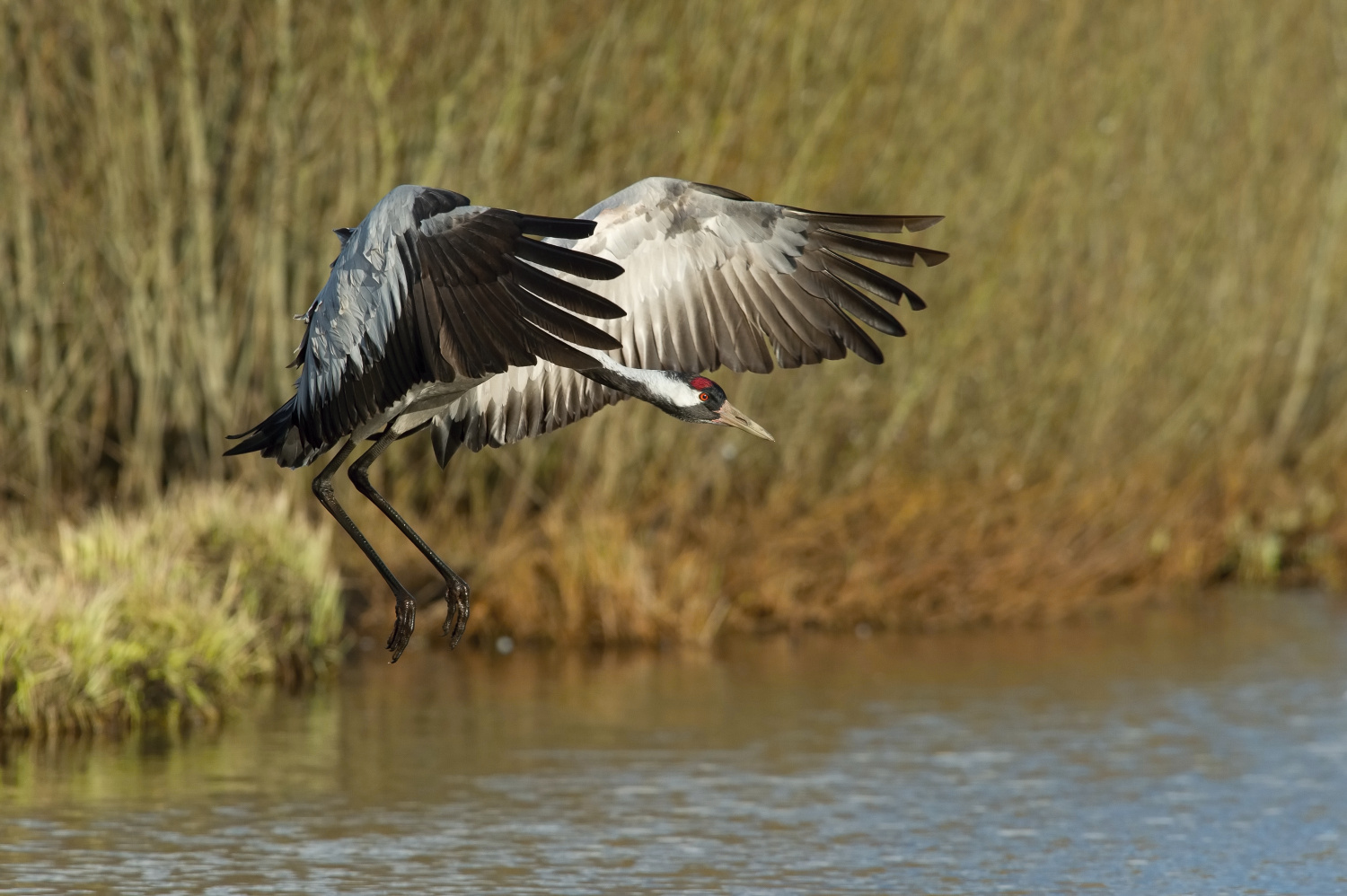 jeřáb popelavý (Grus grus) Common crane