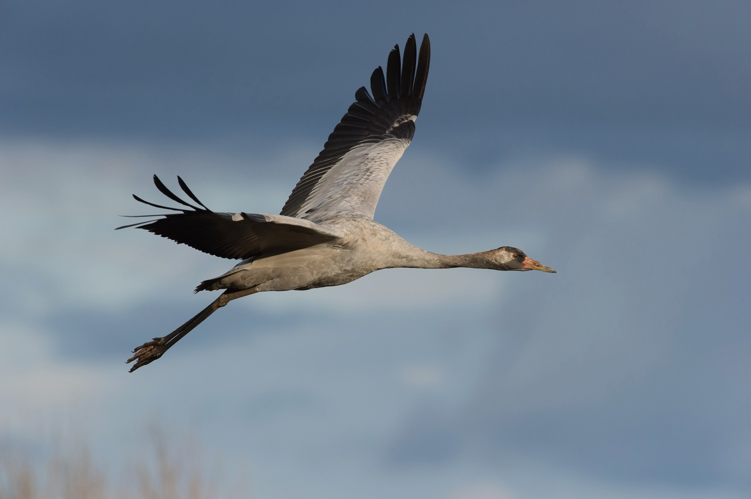 jeřáb popelavý (Grus grus) Common crane