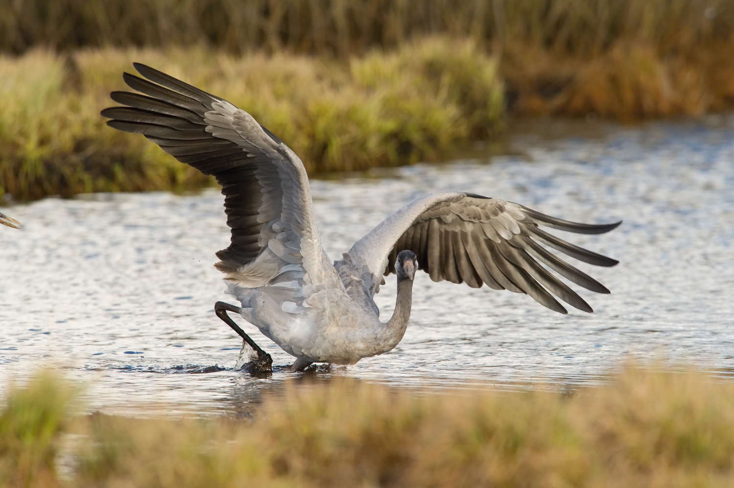 jeřáb popelavý (Grus grus) Common crane