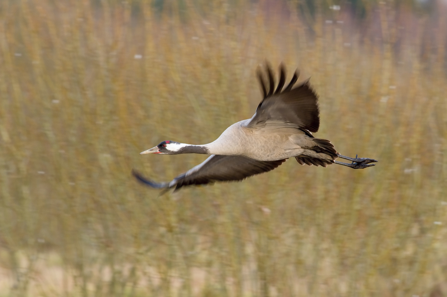 jeřáb popelavý (Grus grus) Common crane